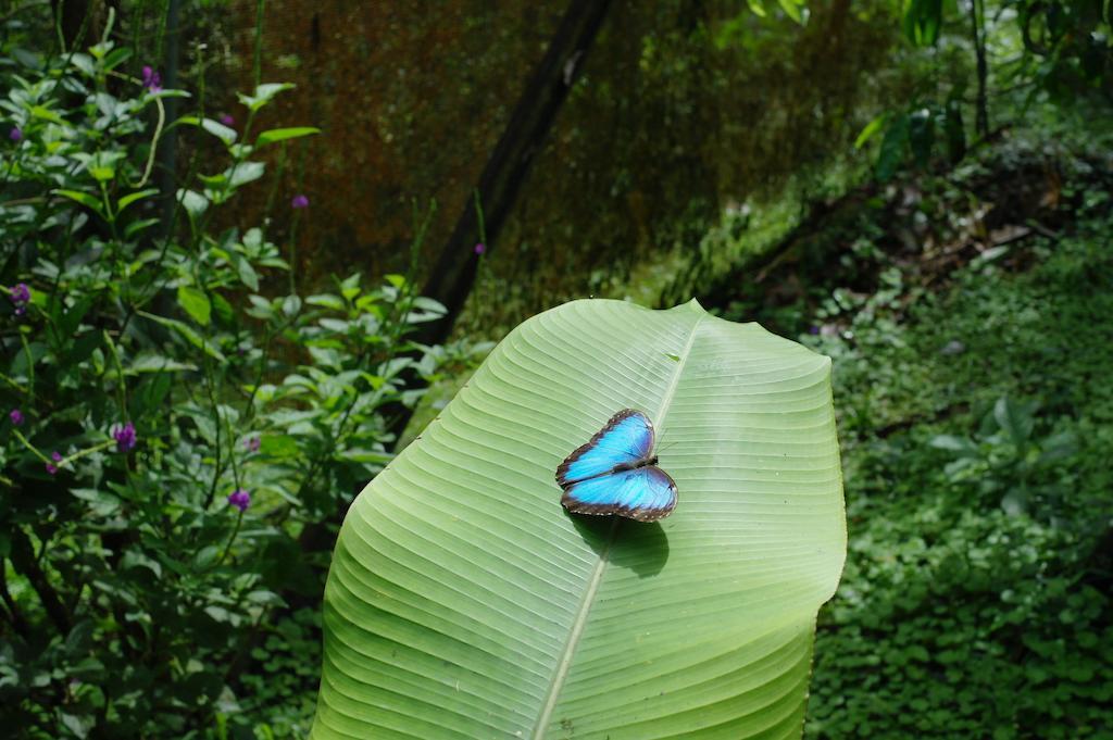 Finca Verde Lodge Бихагуа Экстерьер фото
