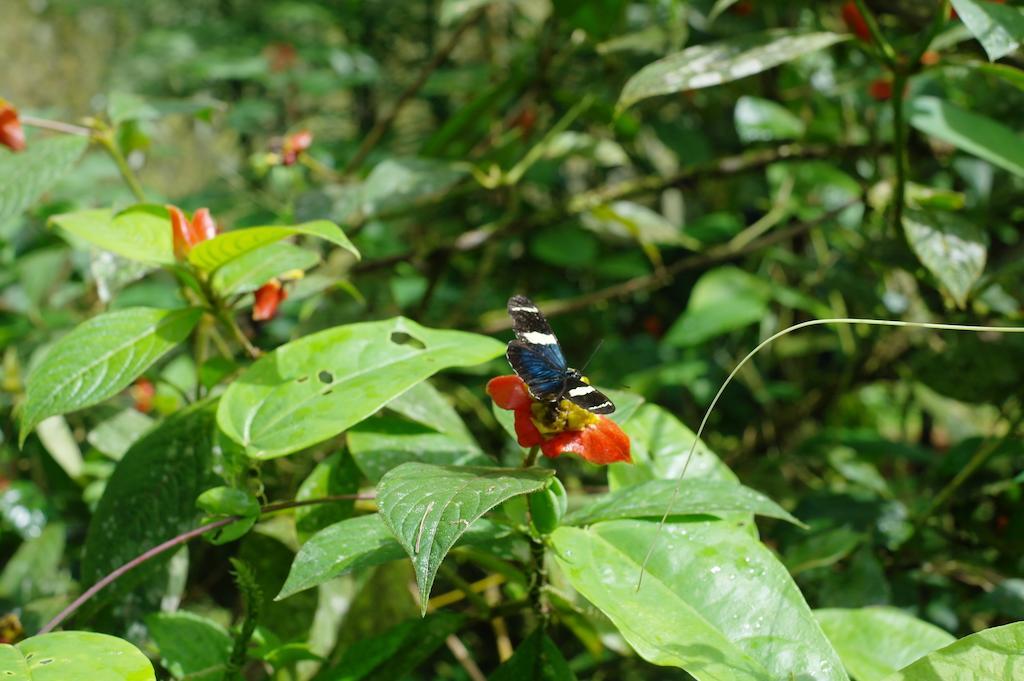 Finca Verde Lodge Бихагуа Экстерьер фото
